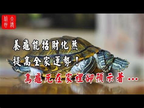 烏龜 招財|養烏龜招財：改善風水、提升運勢的秘訣 